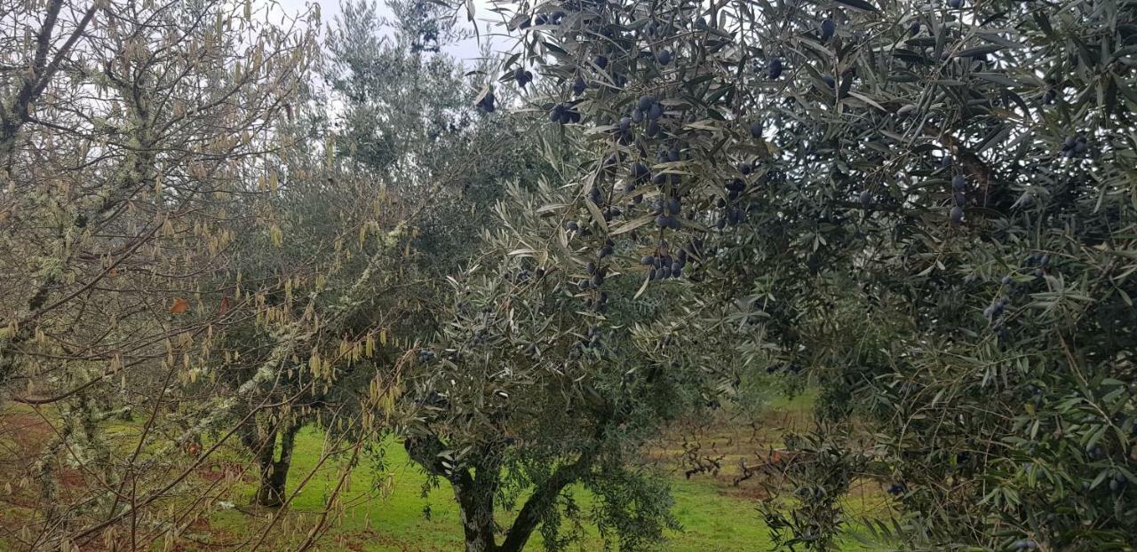 וידאגו Zn Lodge מראה חיצוני תמונה